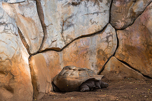 海龟,睡觉,地面