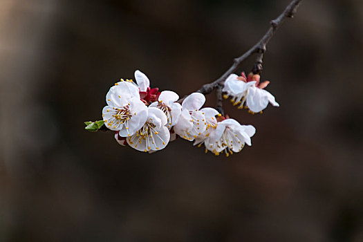 春季植物花卉杏花树花朵