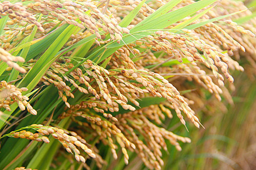 稻米,沉甸甸稻穗