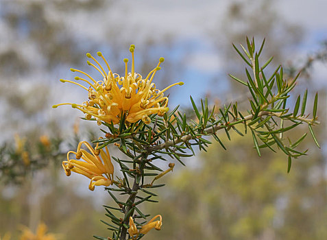 澳大利亚,金色,野花,银桦属