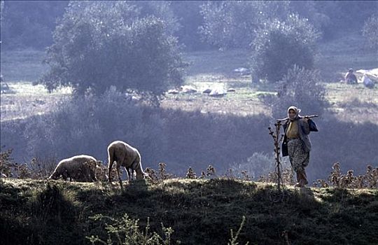 绵羊,土耳其,山,乡野