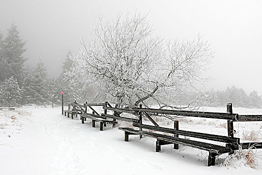 雪景,黑森林,国家公园,北方,高,道路,巴登符腾堡,德国