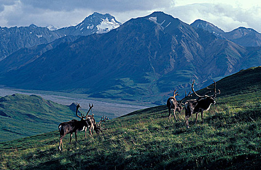 北美,美国,阿拉斯加,德纳里国家公园,北美驯鹿,驯鹿属