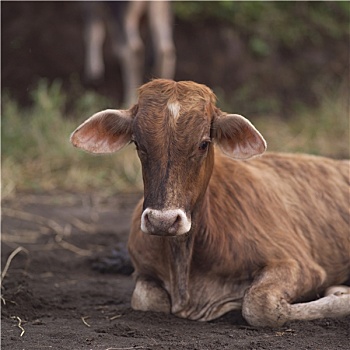 母牛,哥斯达黎加