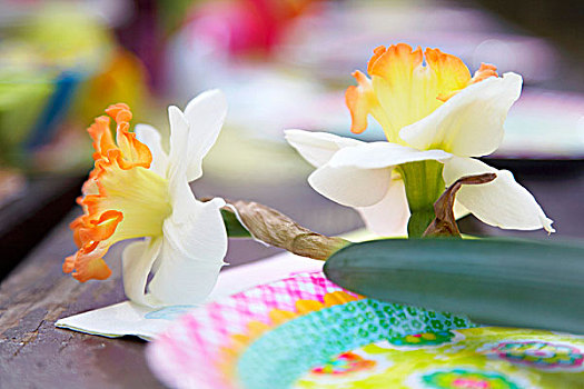 两个,白色,水仙花,躺着,彩色,纸餐盘