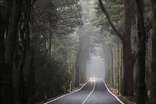 道路,雾状,松树,树林,特内里费岛,加纳利群岛,西班牙,欧洲