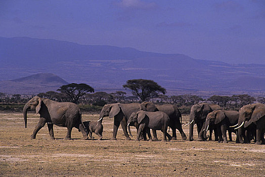 肯尼亚,安伯塞利国家公园,大象,牧群