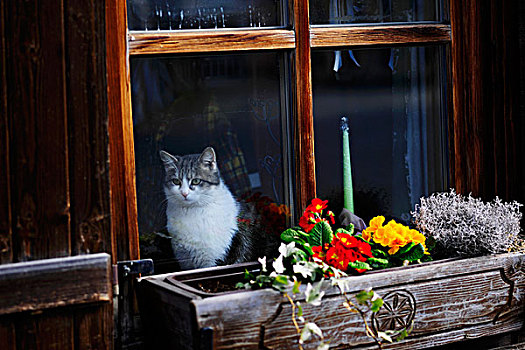 猫,望向窗外,木屋