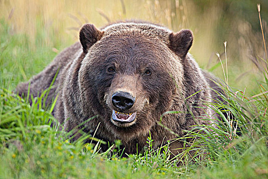 特写,雌性,棕熊,休息,青草,阿拉斯加野生动物保护中心,阿拉斯加,夏天,俘获