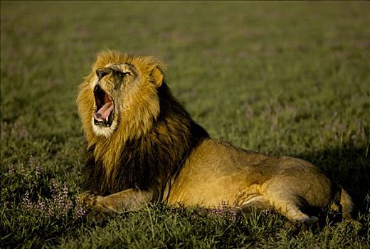 雄性,狮子,早晨,亮光,马赛马拉,肯尼亚