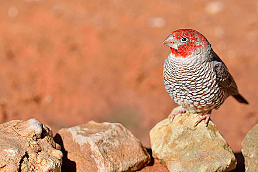 红发,雀,雄性,坐,石头,卡拉哈迪大羚羊国家公园,北开普,南非,非洲