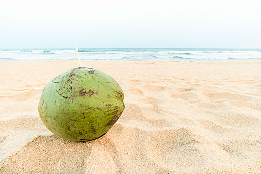 海边沙滩上的椰子
