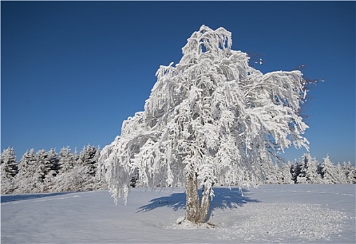 冬天,黑森林地区