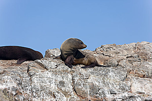 毛海狮,成年,站立,石头,帕拉加斯,国家公园,秘鲁