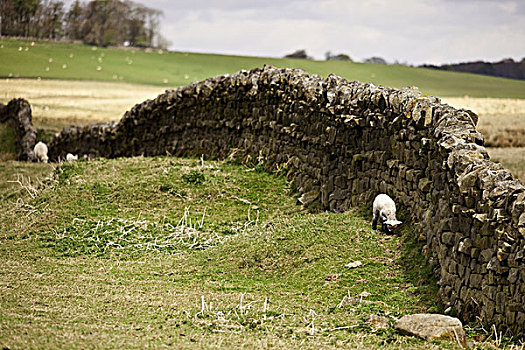 诺森伯兰郡,英格兰,绵羊,放牧,石墙