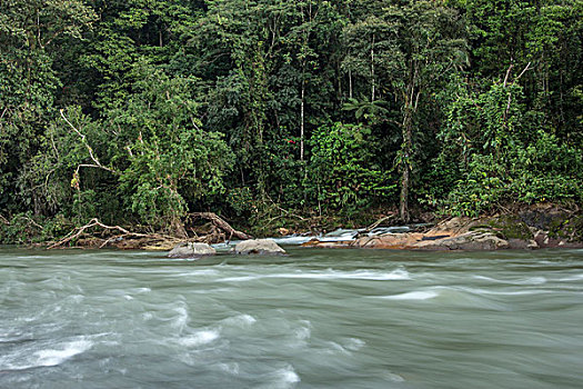 雨林,河,哥斯达黎加