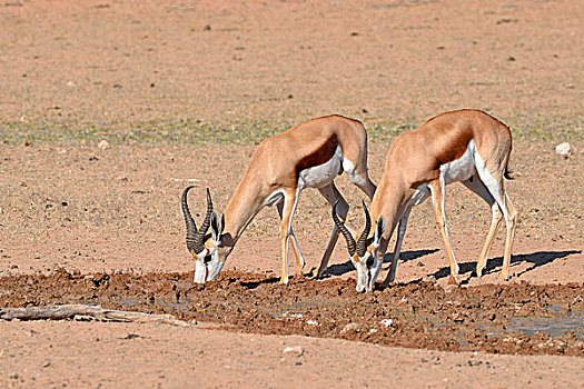 跳羚,雄性,舔,矿物质,水坑,卡拉哈迪大羚羊国家公园,北开普,南非,非洲