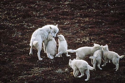 北极狼,狼,父母,幼仔,艾利斯摩尔岛,加拿大