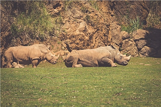 犀牛,纳库鲁湖国家公园,肯尼亚,白犀属