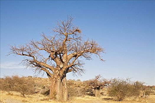 非洲,猴面包树,南非