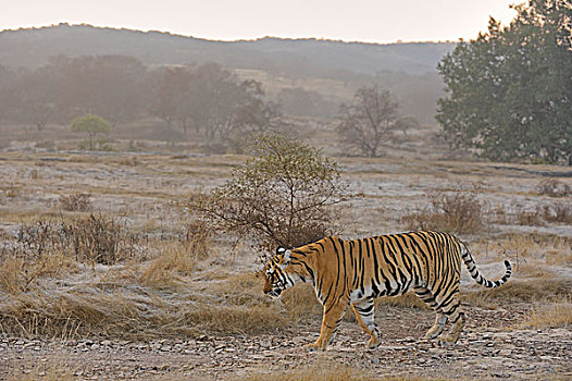 孟加拉,印度虎,虎,寒冬,早晨,拉贾斯坦邦,国家公园,印度,亚洲