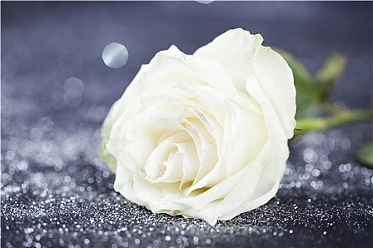 白色蔷薇,闪闪发光,闪光,背景