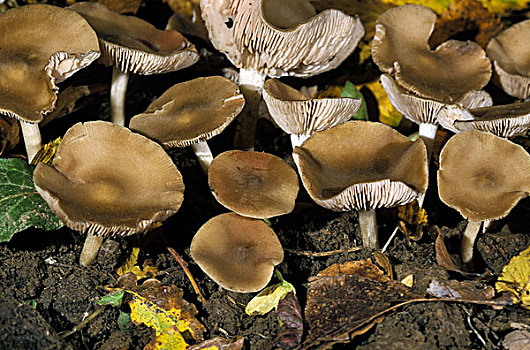 蘑菇,法国