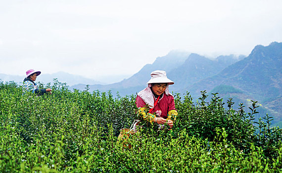 贡茶之乡采春茶