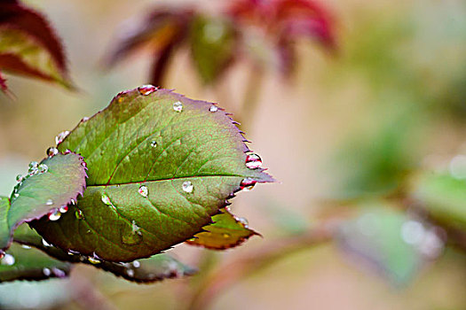 月季花叶上的水珠