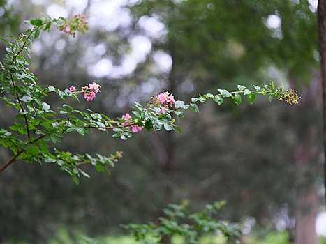 夏天的花