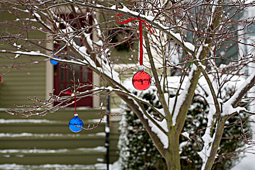 圣诞节,彩球,雪,树