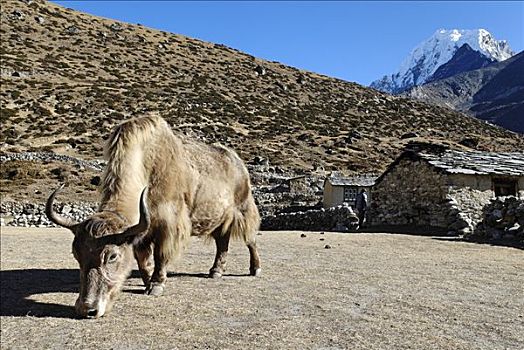 牦牛,夏尔巴人,乡村,山谷,萨加玛塔国家公园,尼泊尔