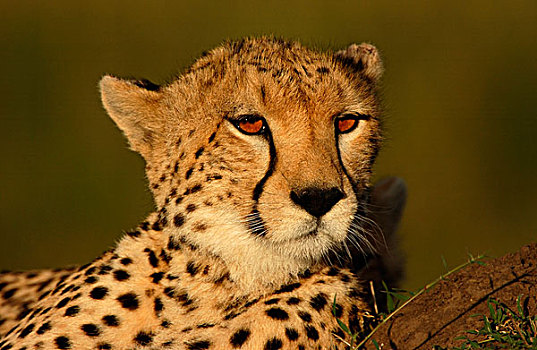 印度豹,头像,晚间,亮光,马赛马拉,肯尼亚,非洲