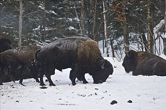 野牛,觅食,雪中,魁北克,加拿大