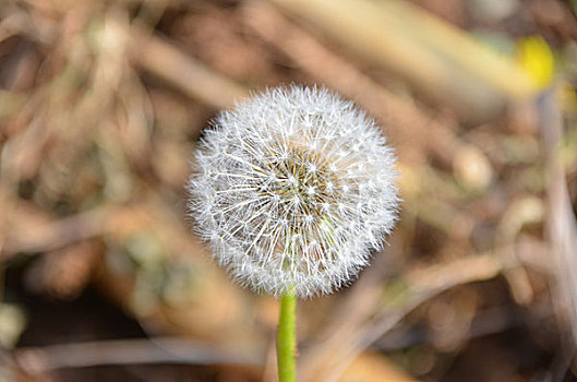 蒲公英花绽放,蒲公英,中药材,蔬菜,野菜,蒲公英花,花卉,花朵,花,春季