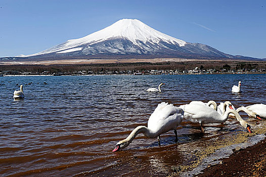 日本,富士山,湖