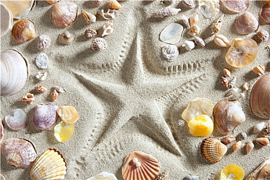 海滩,白沙,海星,许多,蛤蜊,壳