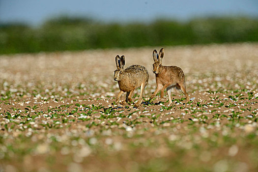 欧洲,野兔,公鹿,追逐,母鹿,诺福克,英格兰,英国