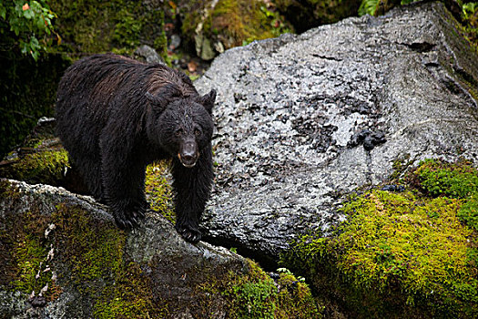 黑熊,美洲黑熊,溪流,通加斯国家森林,阿拉斯加