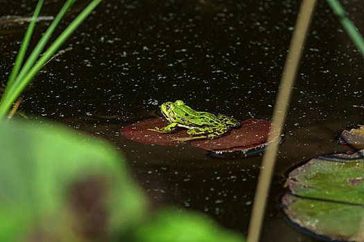 湿地,青蛙,坐,百合,叶子