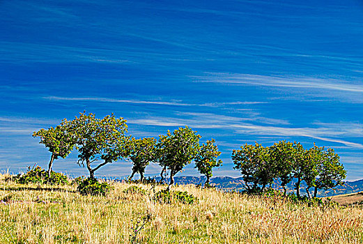 树,土地,达拉斯,分开,科罗拉多,美国