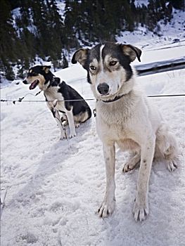 雪橇狗,不列颠哥伦比亚省,加拿大
