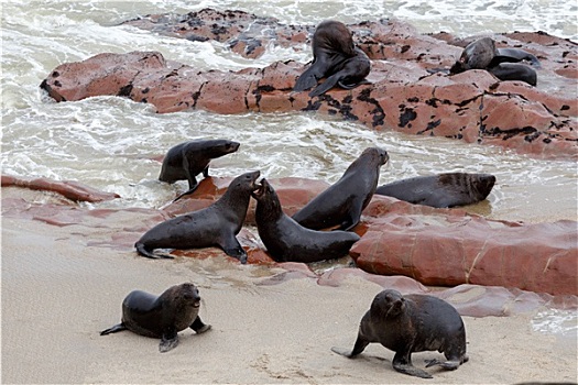 巨大,生物群,褐色,海狗,海狮,纳米比亚