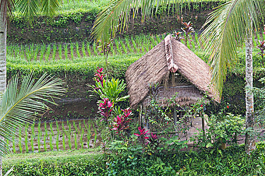 印度尼西亚,巴厘岛,乡村,房子,靠近,阶梯状,稻田