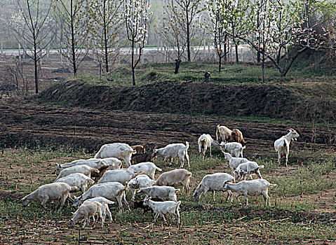 羊群,放牧,牲畜,山羊,动物,田野,0005