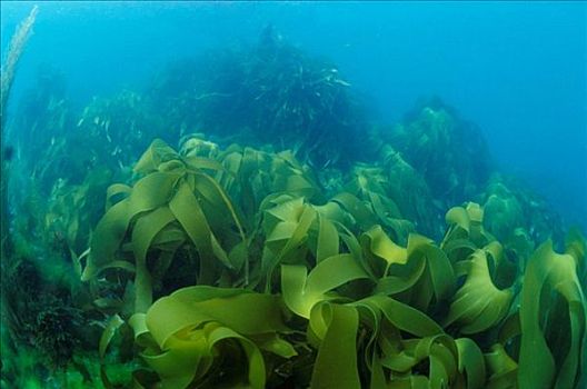 海藻,加利西亚,西班牙