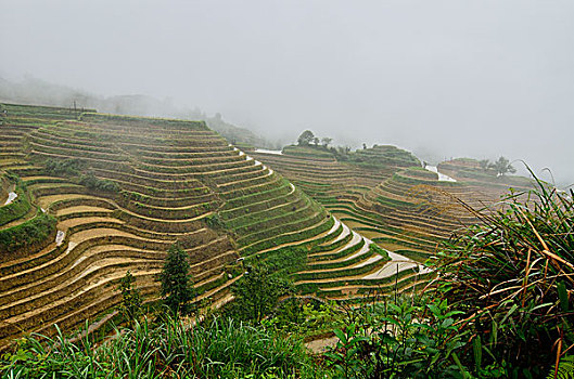 金坑梯田