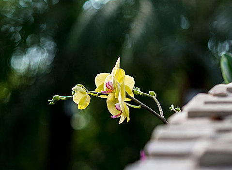 蝴蝶兰,兰花,花卉