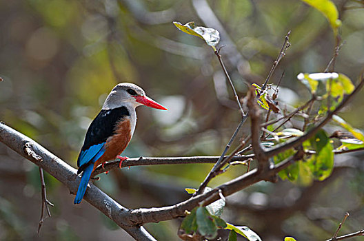 翠鸟,肯尼亚,非洲