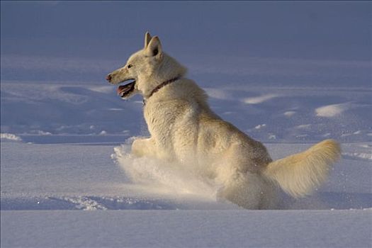 白色,哈士奇犬,雪橇狗,雪中,育空地区,加拿大,北美